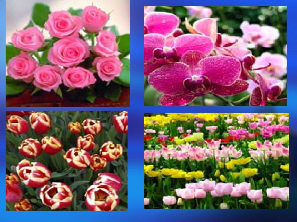 《献你一束花》_第1页