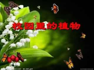 课件校园里的植物