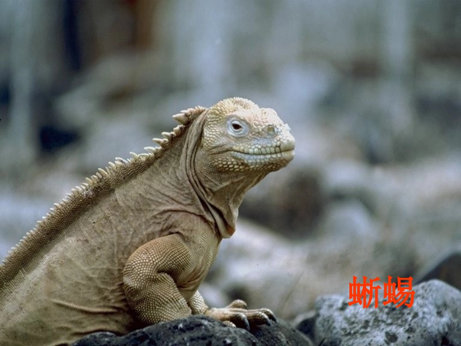 三上第四单元万以内数的加法和减法课件_第3页