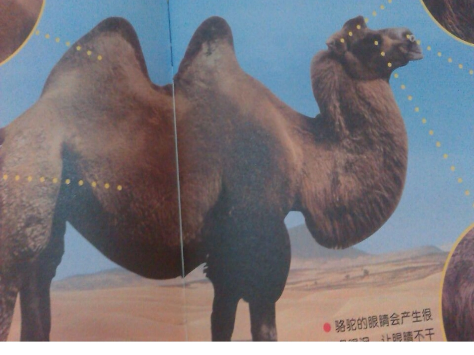 沙漠中的交通工具_第2页