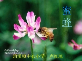 三年级语文蜜蜂课件