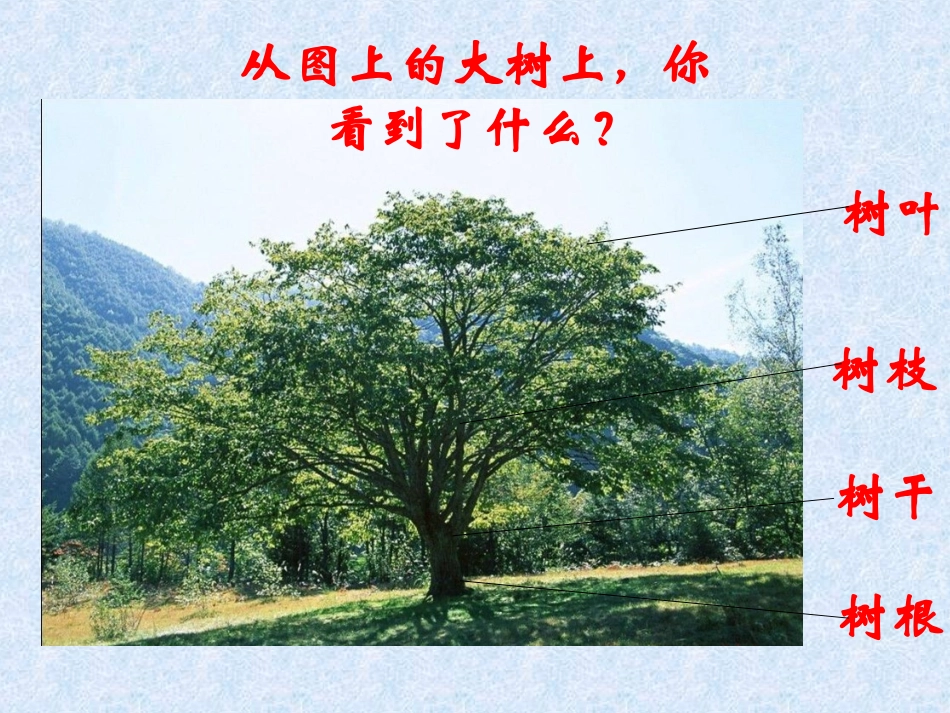 《我看到了什么》课件1_第2页