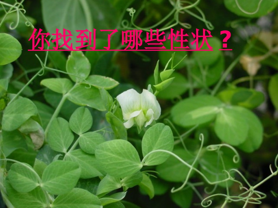 八年级生物性状遗传有一定的规律性_第3页