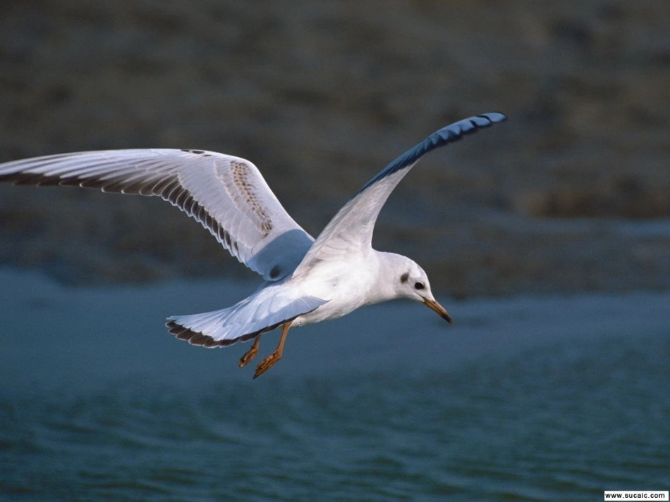 老一ftPowerPoint演示文稿_第2页