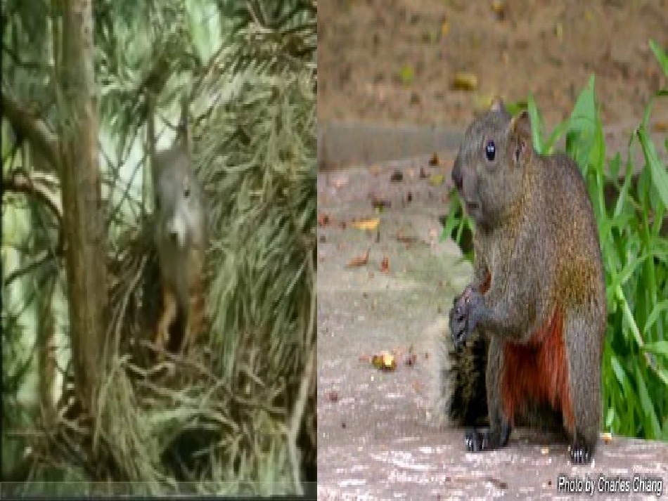 《10松鼠》PPT课件_第1页