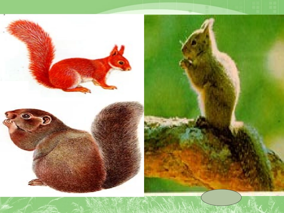 《10松鼠》PPT课件_第2页