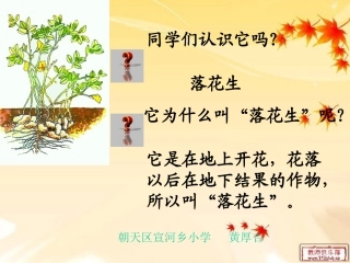 落花生课件 (2)