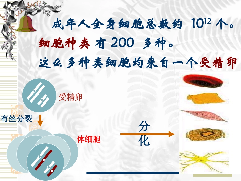 细胞的分化、癌变和衰老_第3页