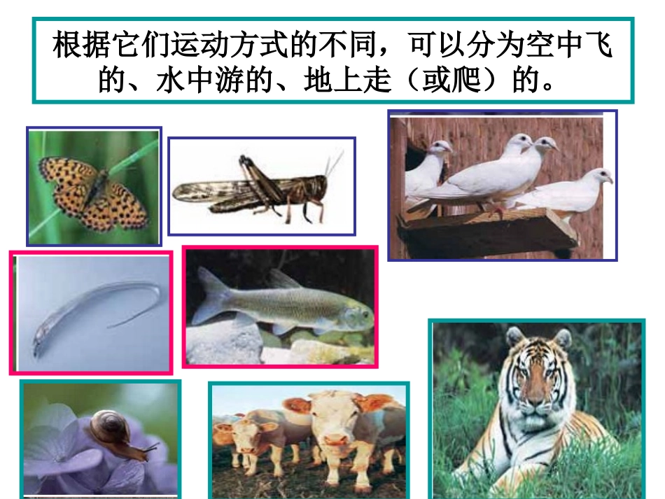 教科版科学六年级上册《种类繁多的动物》PPT_第3页