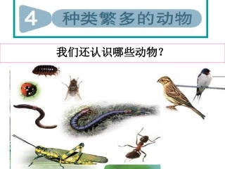 教科版科学六年级上册《种类繁多的动物》PPT