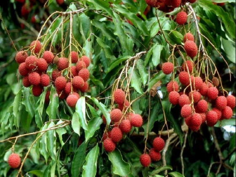 荔枝图序zmj-8144-21214_第2页