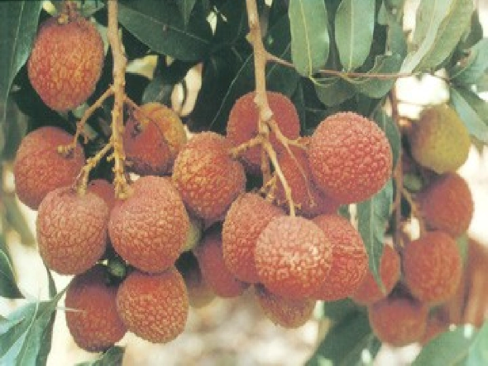 荔枝图序zmj-8144-21214_第3页