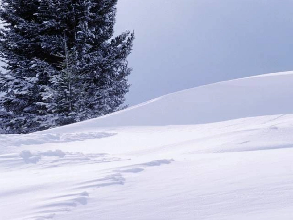 《美丽的小兴安岭》_第3页