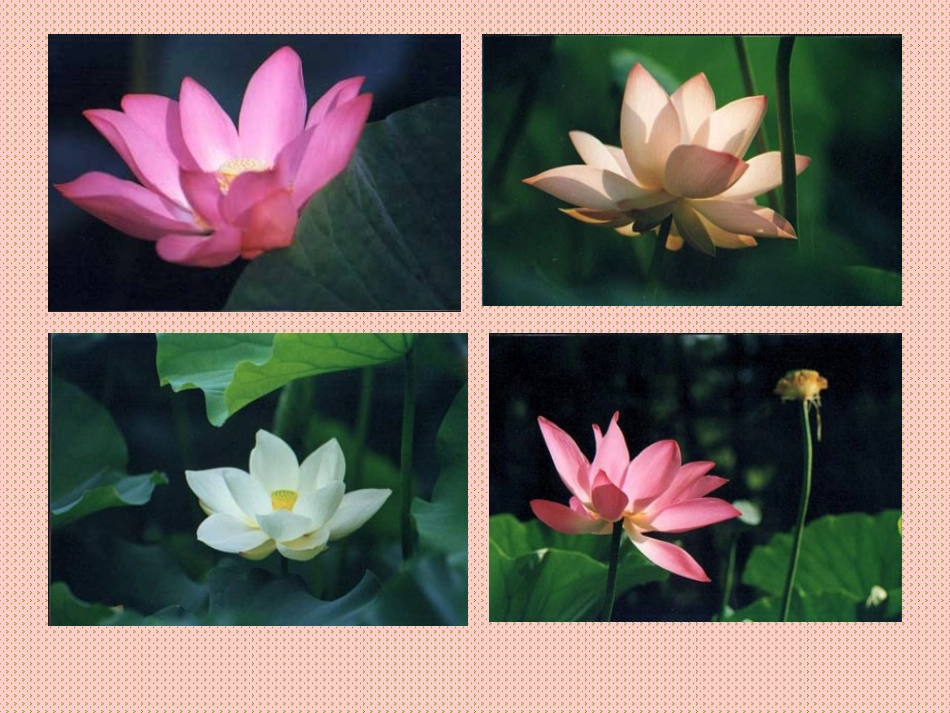 荷花PPT课件_第2页