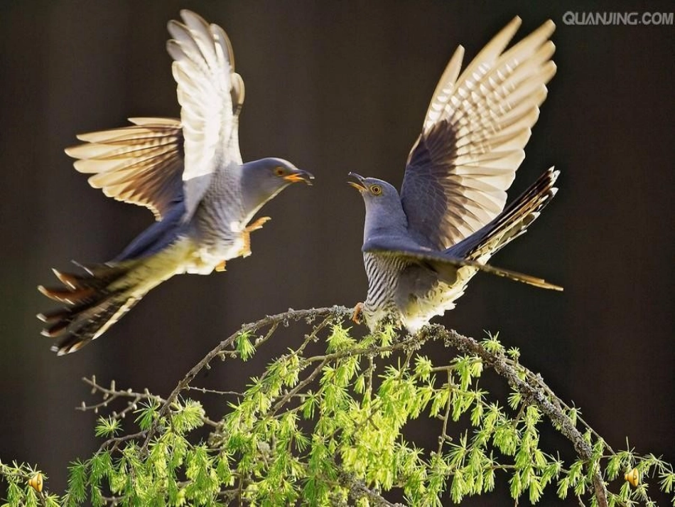 音乐《春天来了》_第2页