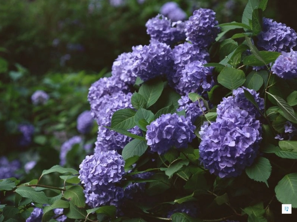 紫藤萝瀑布课件_第3页