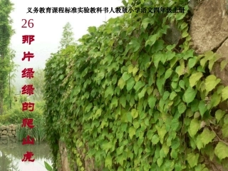 《那片绿绿的爬山虎》