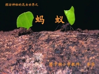 探访神秘的昆虫世界之蚂蚁