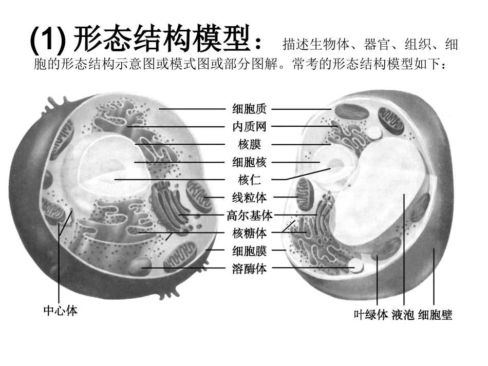 高三生物复习(模型建构)_第3页