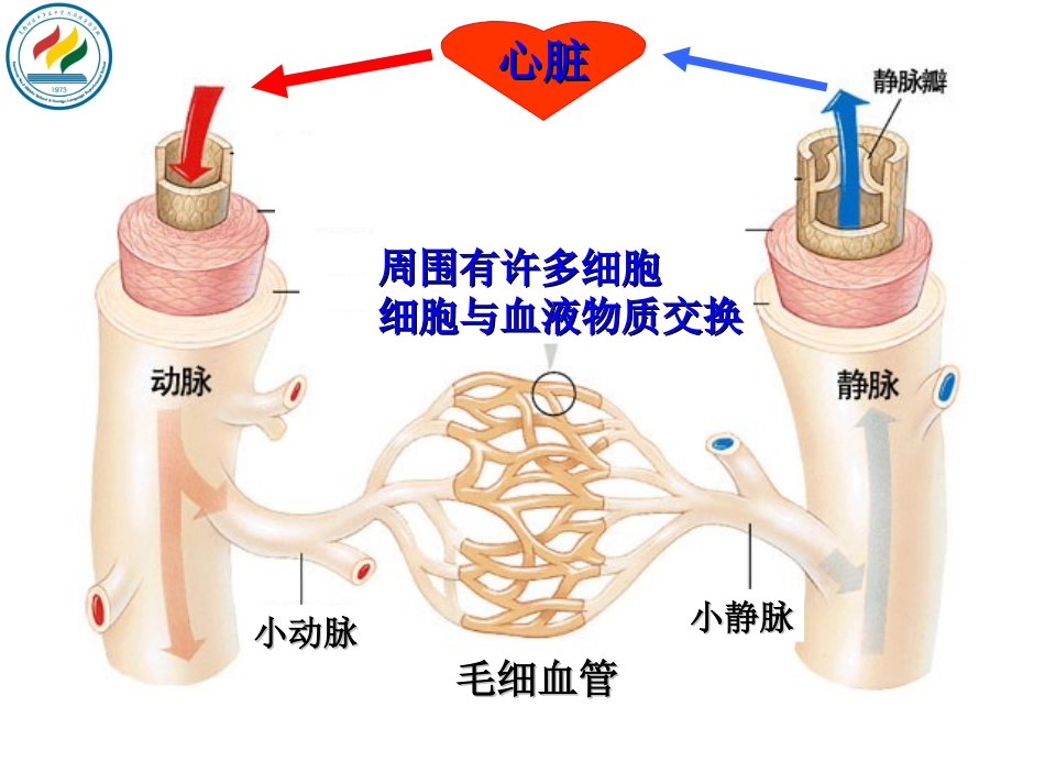 第三节输送血液的泵——心脏_第3页