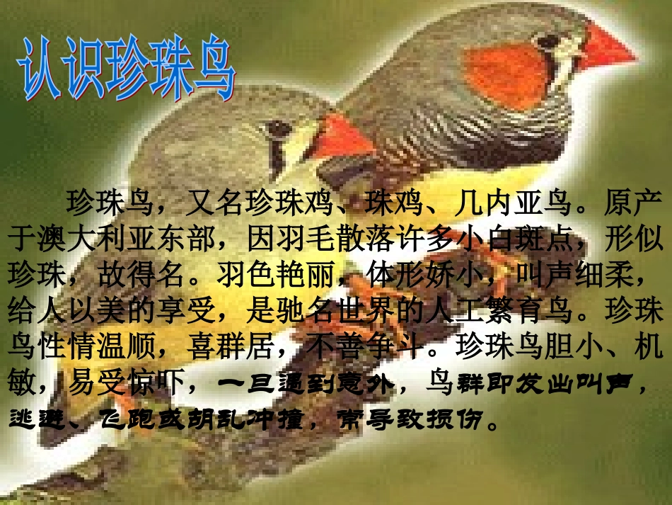 珍珠鸟 (2)_第3页