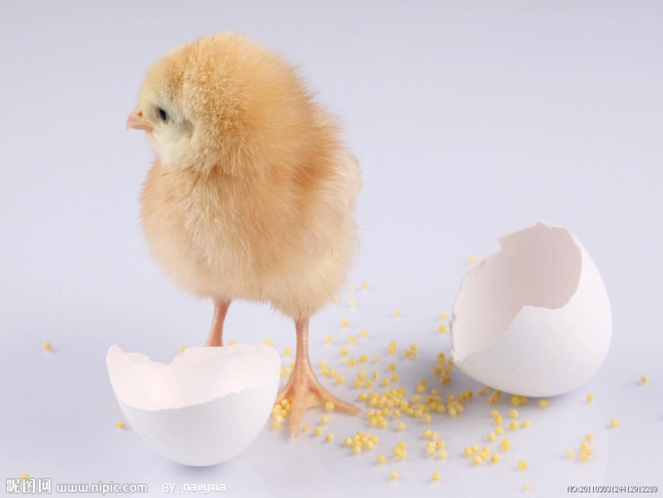 精读课《生命生命》_第2页