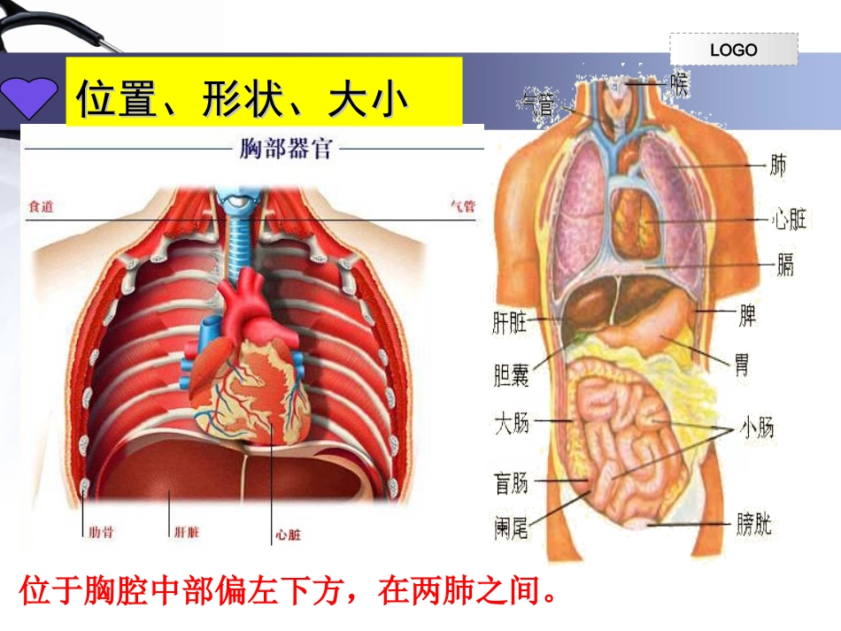 输送血液的泵——心脏完整版_第3页