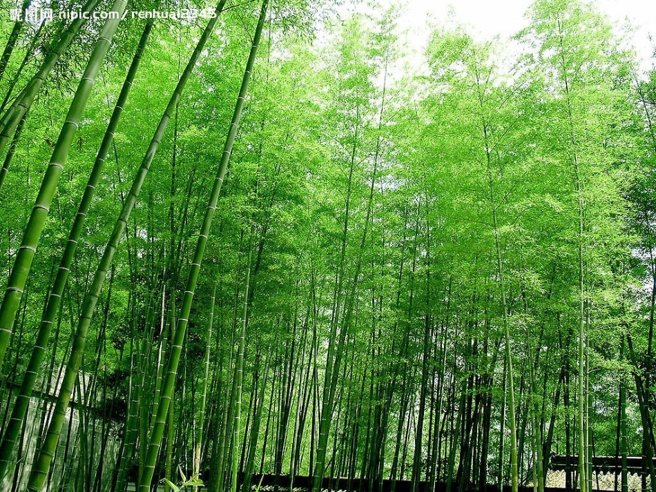 笋芽儿(1)_第1页