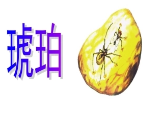 《琥珀》课件