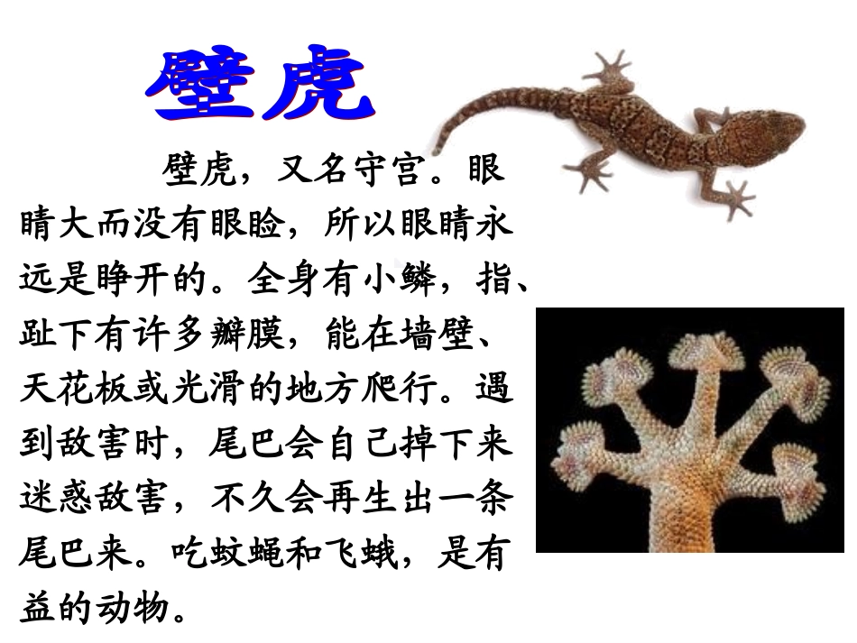 《17、小壁虎借尾巴》_第2页