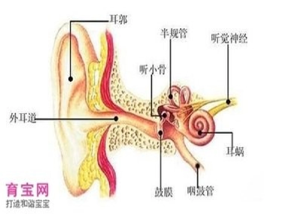 保护耳朵 (3)_第2页