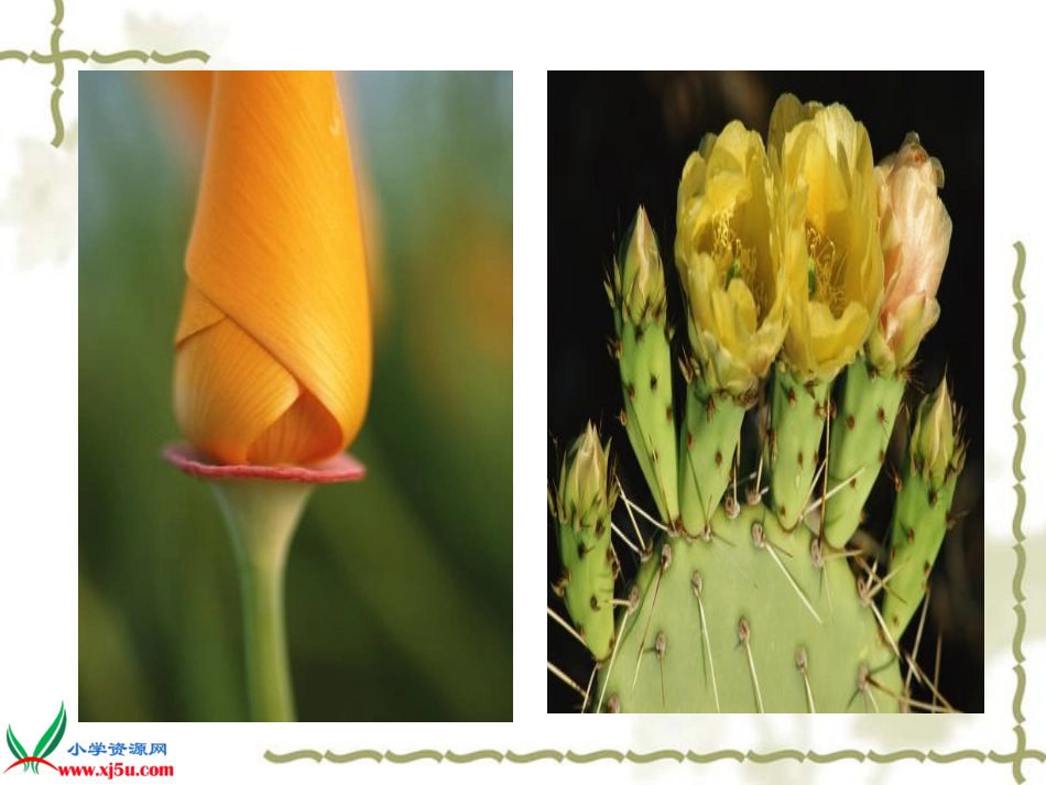 《植物、动物、人》课件 (2)_第3页