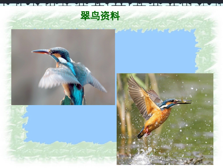 翠鸟 (4)课件_第3页