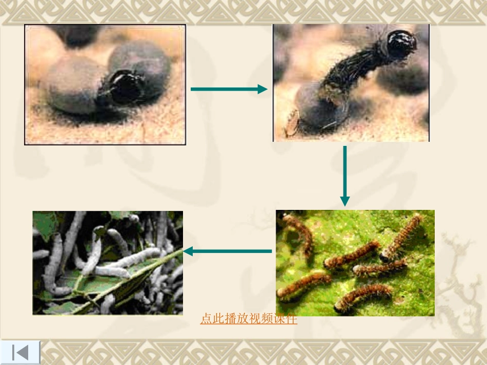 蚕的生长变化 (2)_第2页