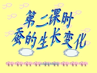 蚕的生长变化 (2)