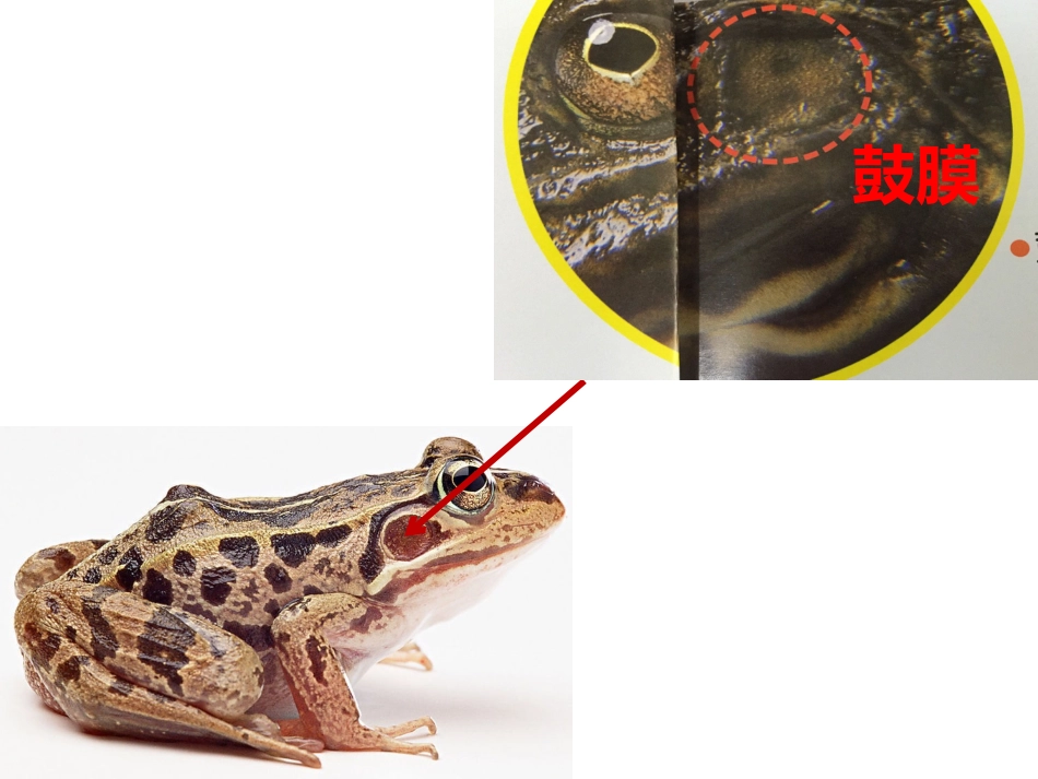 青蛙的身体课件_第3页
