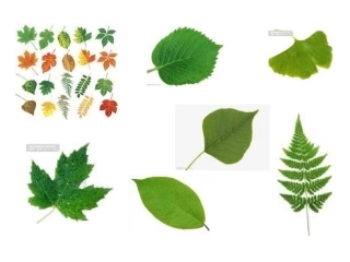 树叶拼贴画课件