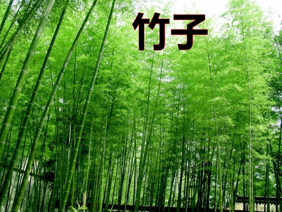 奇异的植物世界_第3页