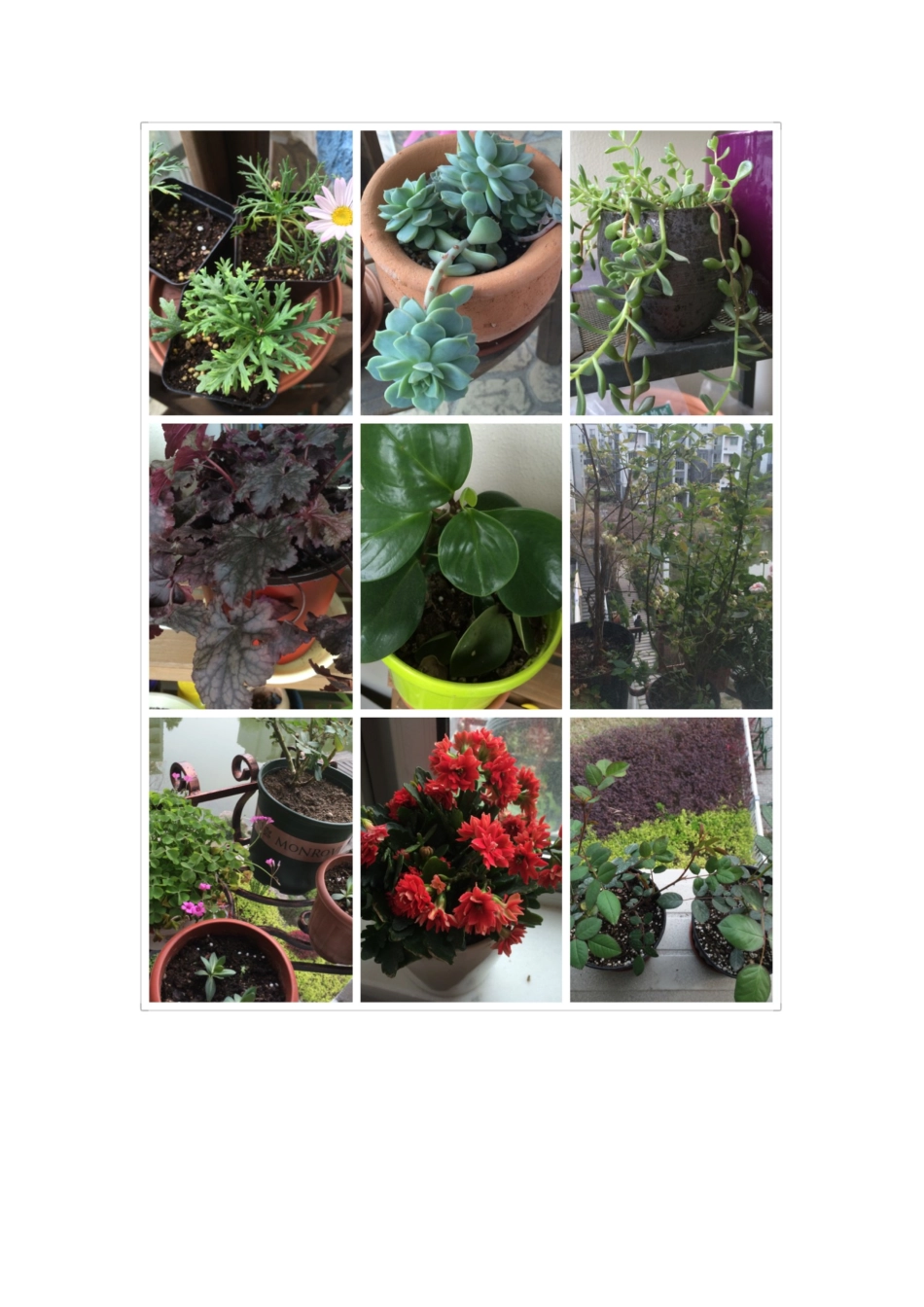 五一在家种花劳动_第1页