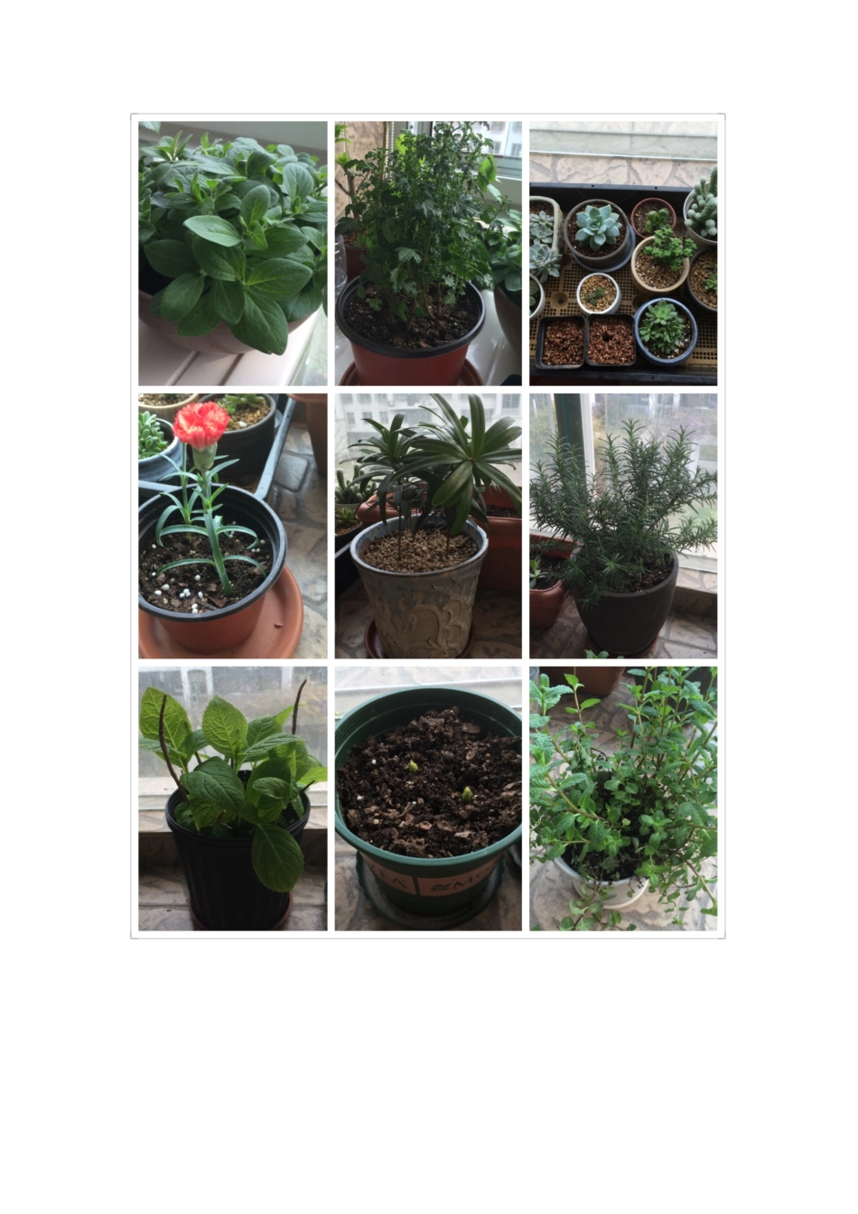 五一在家种花劳动_第2页