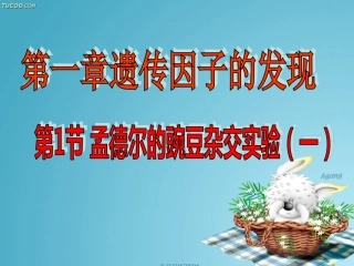 第1节孟德尔的豌豆杂交实验一