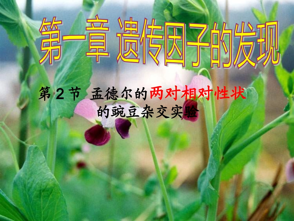 孟德尔的豌豆杂交实验（二）届_第3页