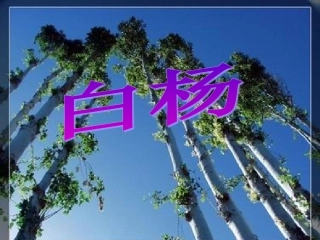 五年级下册__白杨