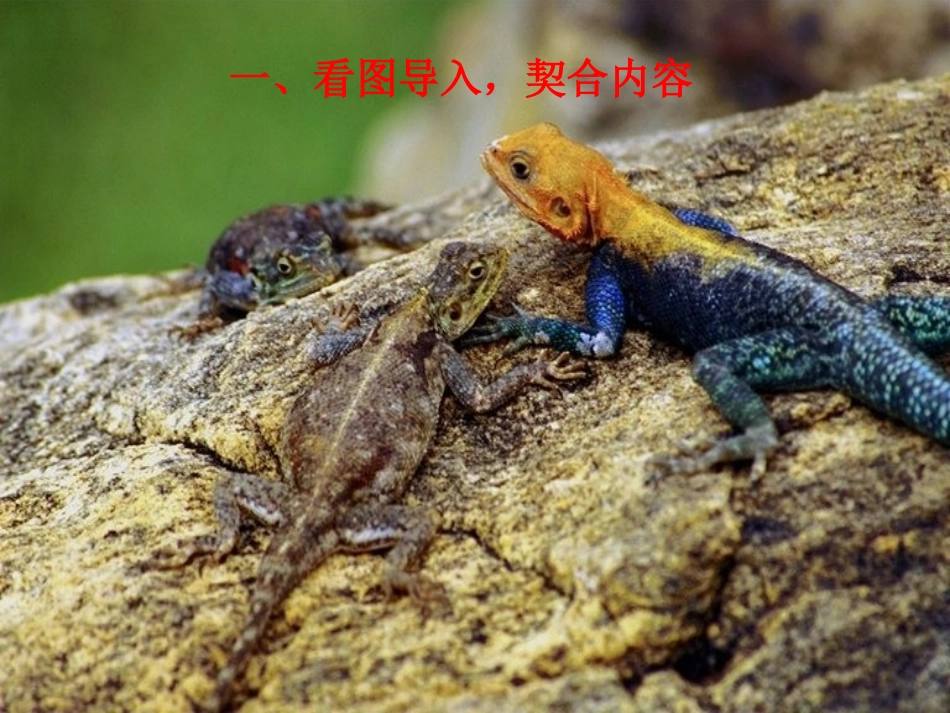 《变色龙》教学课件_第2页