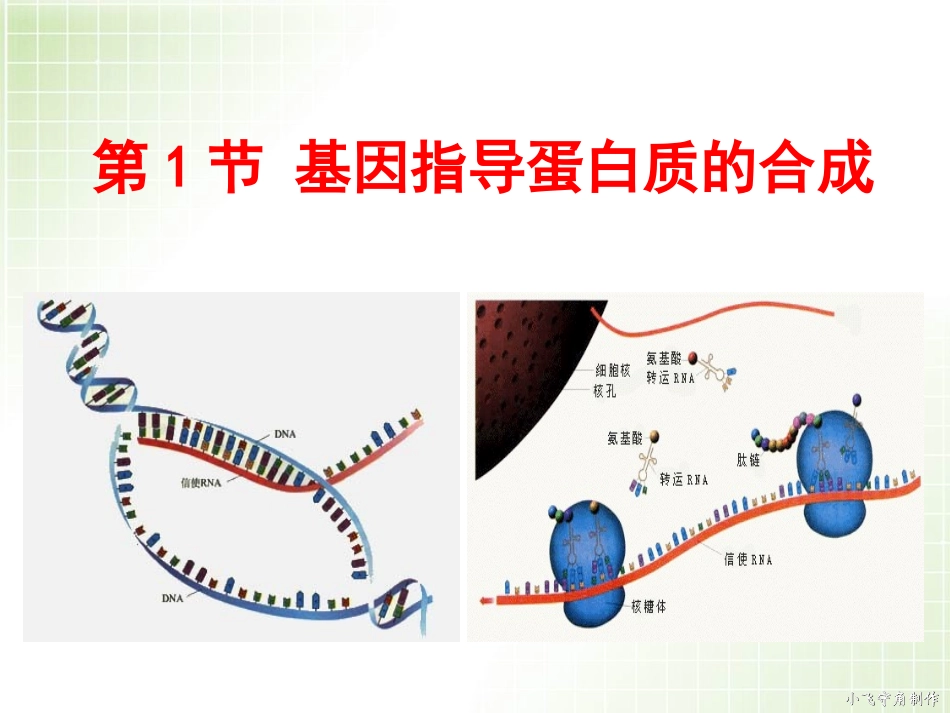 第一节基因指导蛋白质的合成_第3页