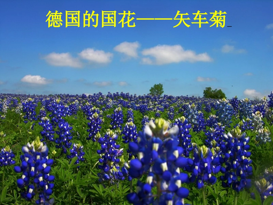 第25课《自己的花是让别人看的》课件（完美版）_第3页