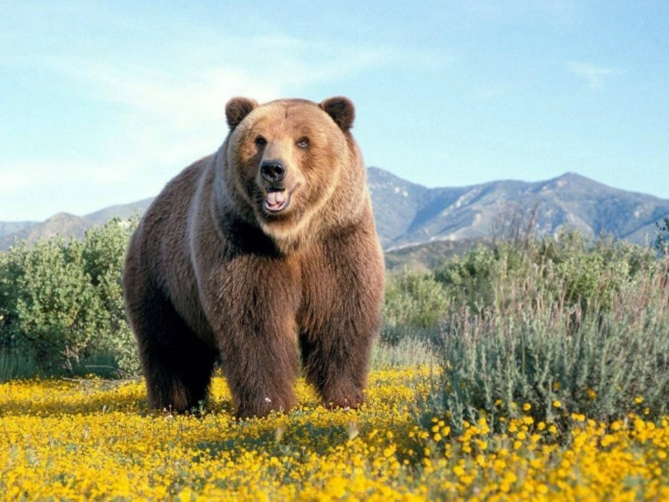 春天的色彩课件_第2页