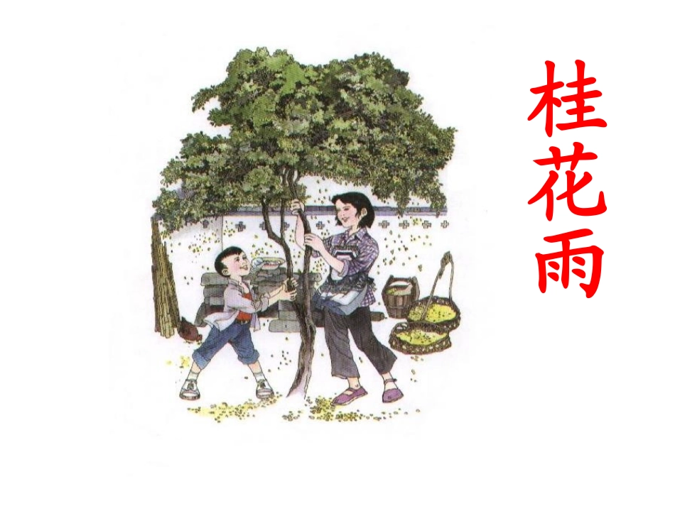 《桂花雨》课件2_第1页