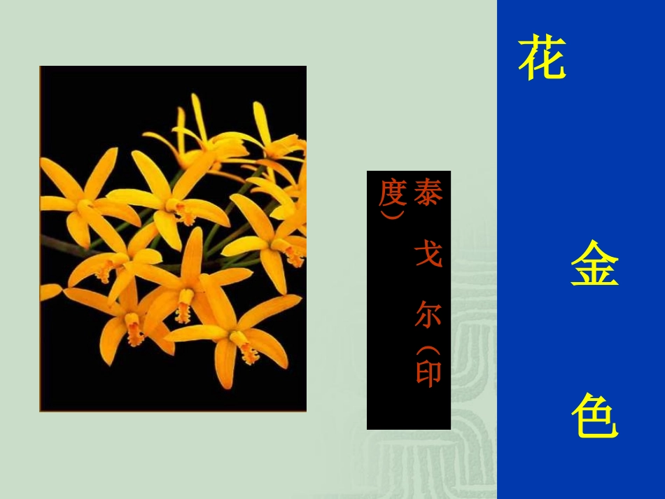 语文七年级上册《金色花》课件_第2页