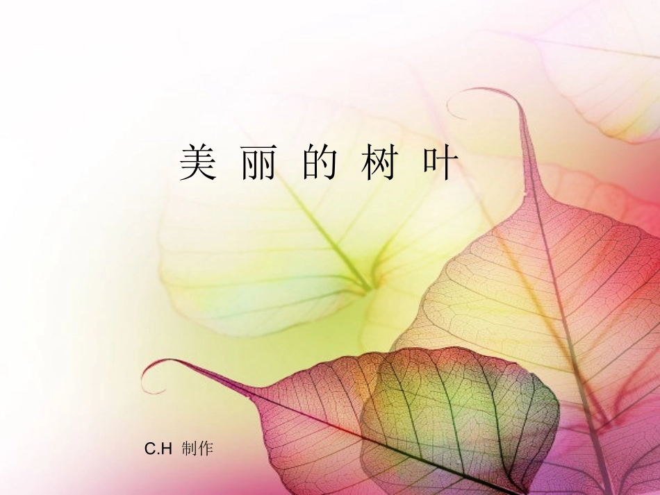 儿童画线描课件—美丽的树叶_第1页